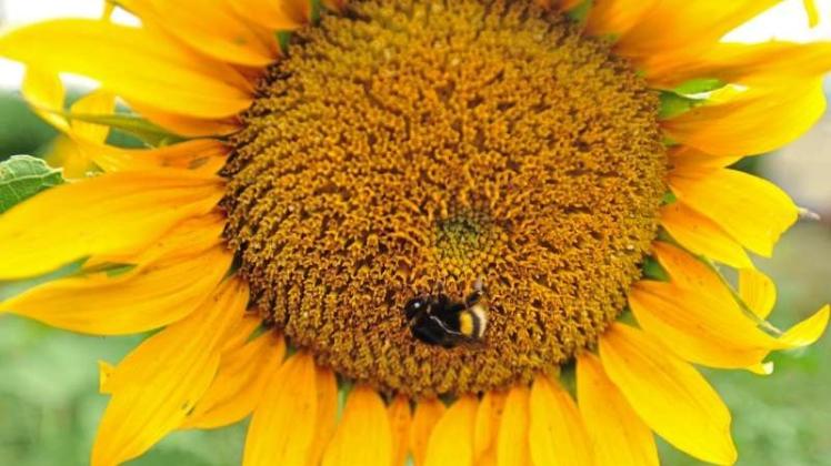 Bienen brauchen Blüten. Blühstreifen sind eine Möglichkeit des Miteinanders von Landwirtschaft und Natur. 