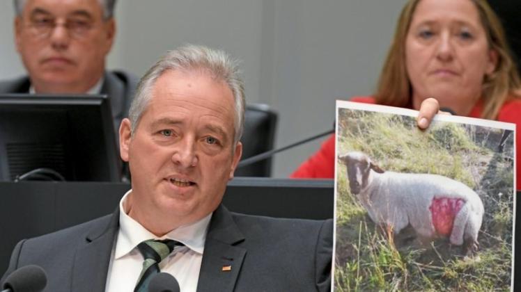 Der CDU-Abgeordnete Frank Oesterhelweg untermauerte seine Aussagen zum „unsäglichen Leid“ von Tieren und Haltern mit Fotos verletzter Schafe. 