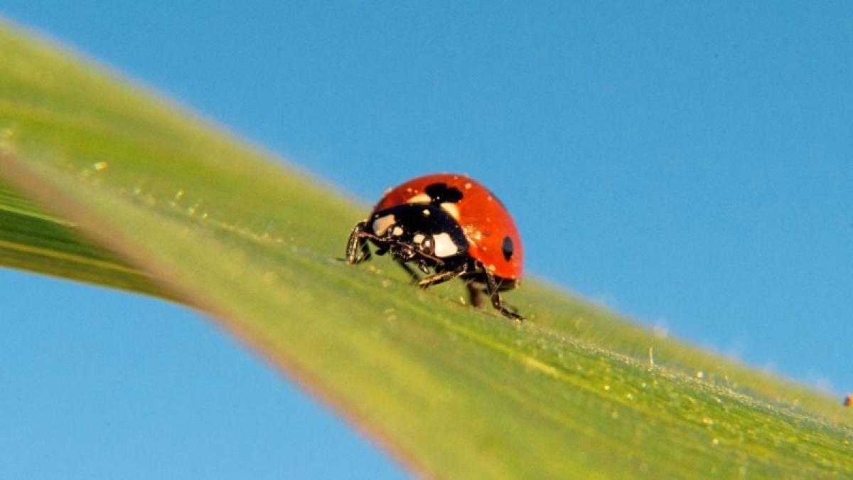 Marienk fer Mit Zwei Punkten Werden Immer marienk-fer-mit-zwei-punkten-werden-immer