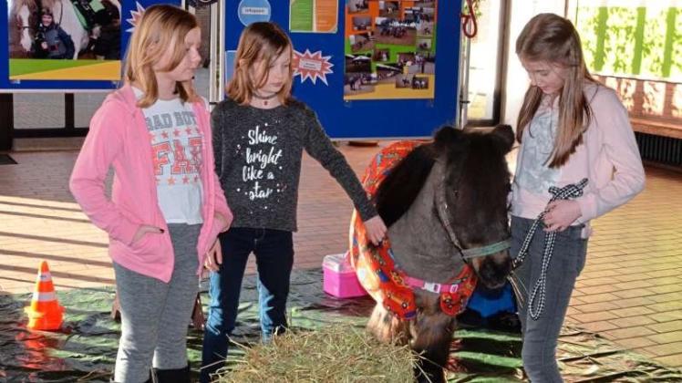 Ein Pferd in der Schule: Hanna, Marieke und Lina aus der 5b zeigten den Besuchern mit Pony Fanny, was sie in der Profilklasse Sport mit dem Schwerpunkt Reiten lernen.  