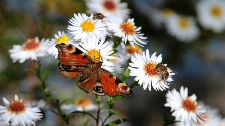 Insekten wie beispielsweise Schmetterlinge sollen an „Insekten-Weiden“ in Delmenhorst einen Lebensraum finden. 