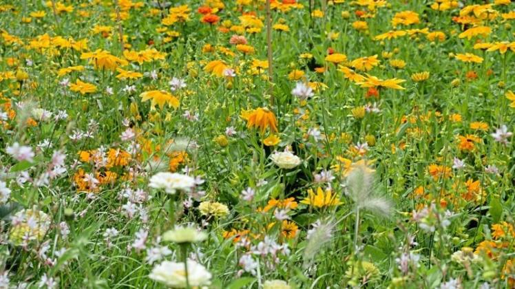 Blumenwiesen sind wichtiger Lebensraum für Insekten aller Art. 