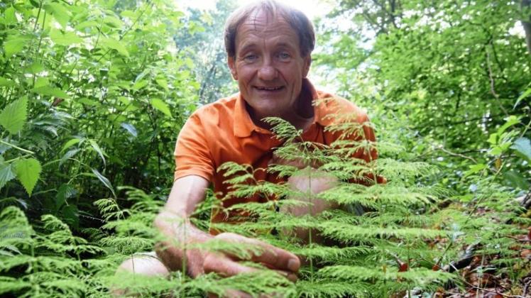 Beim Gang durch den Hasbruch ist Jürgen Feders auf den Wald-Schachtelhalm gestoßen, eine seiner Lieblings-Pflanzen. 