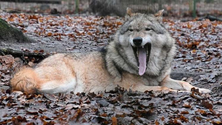 In Nordrhein-Westfalen ist erstmals in diesem Jahr wieder ein wildlebender Wolf gesehen worden. Dieser Europäische Grauwolf liegt am 19. Dezember 2016 im Wolfcenter in Dörverden (Niedersachsen) in seinem Gehege. 