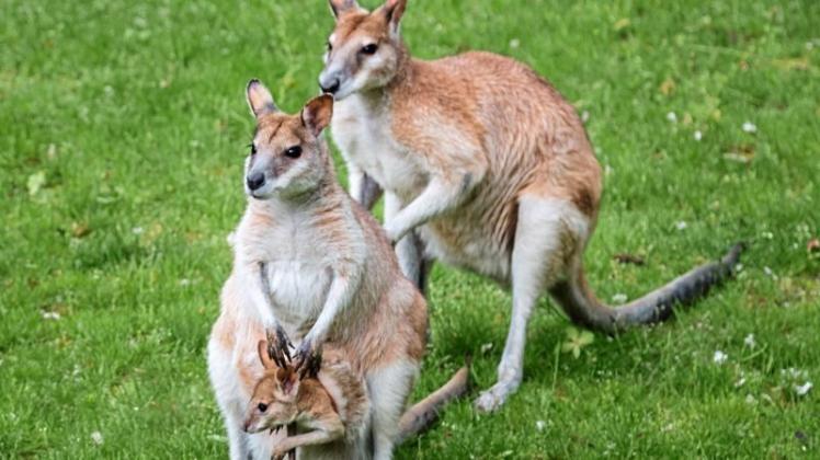 Zwei Kängurus haben am Freitagvormittag den Bahnverkehr zwischen Delmenhorst und WIldeshausen lahmgelegt. Symbolfoto: dpa Zwei Kängurus haben am Freitagvormittag den Bahnverkehr zwischen Delmenhorst und WIldeshausen lahmgelegt. Symbolfoto: dpa