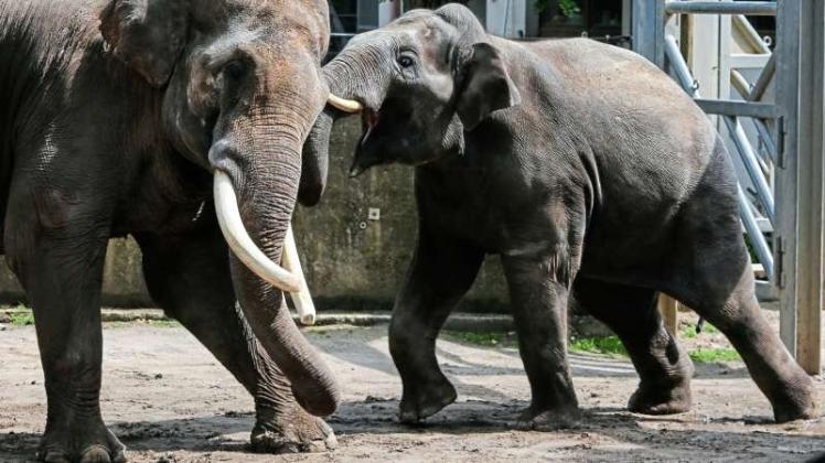Wer ist der Stärkere? Wie diese beiden Elefanten aus dem Zoo Osnabrück ringt auch der Tierpark selbst mit seinen Konkurrenten um die Gunst der Besucher – dies mit ungleichen Mitteln. Denn anders als seine Mitbewerber wird der Zoo Osnabrück längst nicht so stark kommunal subventioniert. 