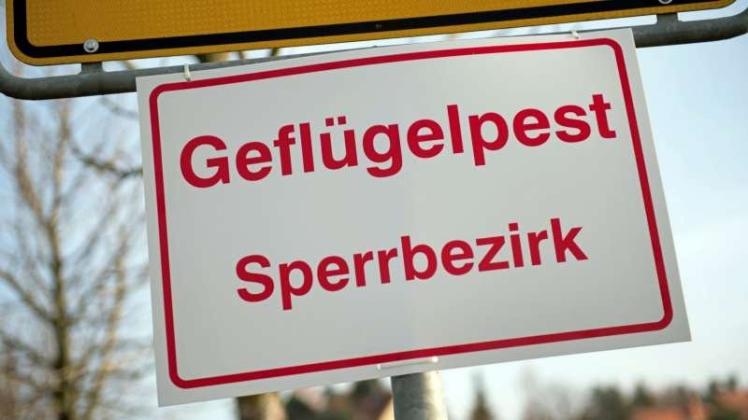 17.000 Puten werden am Dienstag nach dem Wiederaufflammen der Geflügelpest in Großenkneten vorsorglich getötet. Symbolfoto: dpa