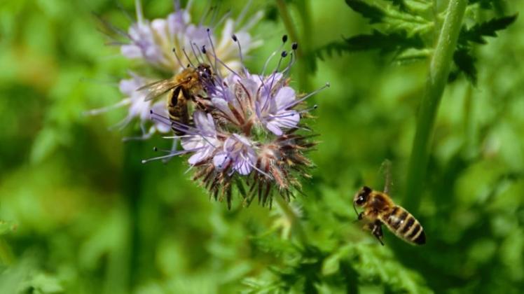 Blühpflanzen bieten Bienen, Hummeln und anderen Insekten wertvolle Nahrung. 
