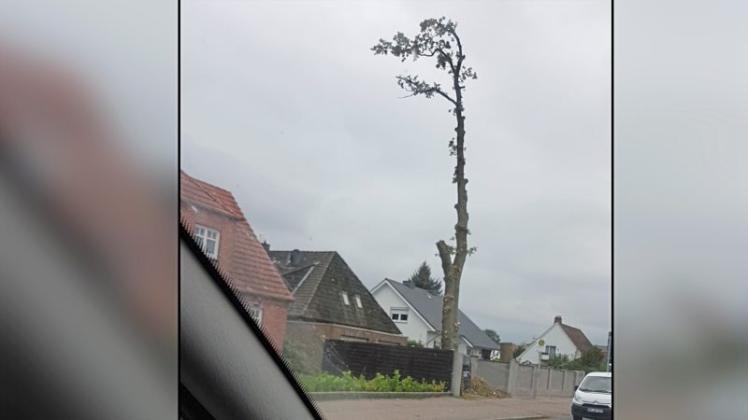 Am Hasporter Damm wurden jetzt drei stadtbildprägende Eichen abgeholzt. 