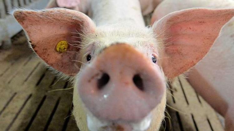 Diesem Schwein geht es gut. Werden Nutztiere aber krank, müssen sie noch vor dem Schlachthof von ihrem Leid erlöst werden. Die Kadaver werden in Tierkörperbeseitigungsanlagen entsorgt. Auf Tierschutzverstöße werden die Kadaver aber nicht untersucht. 