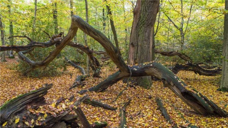 Etwas Besonderes im Naturpark Wildeshauser Geest: Der Urwaldbereich im Hasbruch zwischen Ganderkesee und Hude. Etwas Besonderes im Naturpark Wildeshauser Geest: Der Urwaldbereich im Hasbruch zwischen Ganderkesee und Hude.