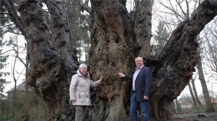 Noch voll im Saft sei die „Dicke Linde“ in Heede, sagt Otto Flint (rechts). Er und Elisabeth Hunfeld sind als Vorsitzende des Heimatvereins stolz auf den 1000 Jahre alten Baum. 