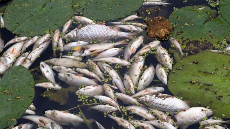 Tote Fische. Tote Fische.