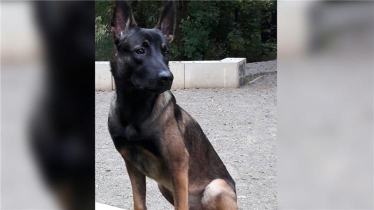 Der Delmenhorster Polizei ist am frühen Sonntagmorgen der belgische Schäferhund „Diabolo“ zugelaufen. 