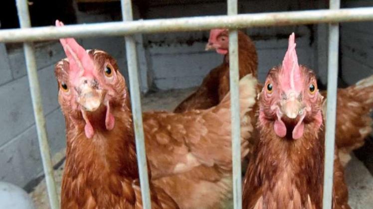 Kein Huhn darf raus: Aus Sorge vor einer Ansteckung mit der Vogelgrippe, gilt für Nutzgeflügel wie Legehennen eine Stallpflicht. Das wiederum sorgt für Probleme mit der EU-Definition von Freiland-Eiern. 