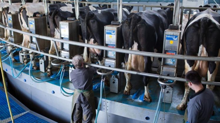 Niedrige Erzeugerpreise machen den Milchviehbetrieben seit einiger Zeit zu schaffen. Archivfoto: dpa