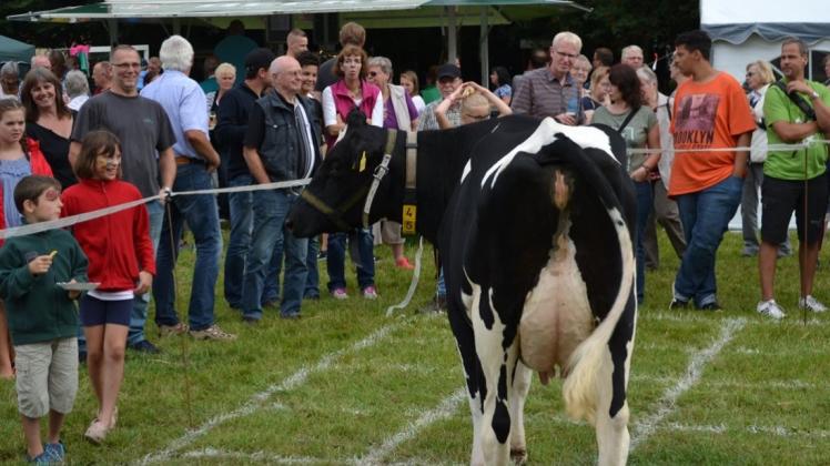 Wohin fällt der Kuhdung? Kuh Elli zieht die Blicke auf sich beim Kuhfladen-Lotto, einem der Höhepunkte am Samstag während des Sommerfests des Ortsvereins Schlutter-Holzkamp-Hoyerswege. 