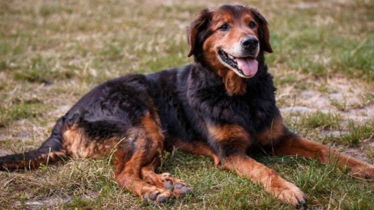 Keine Hoffnung mehr für Hund Sam: Der Mischlingsrüde ist erneut an Krebs erkrankt. Keine Hoffnung mehr für Hund Sam: Der Mischlingsrüde ist erneut an Krebs erkrankt.