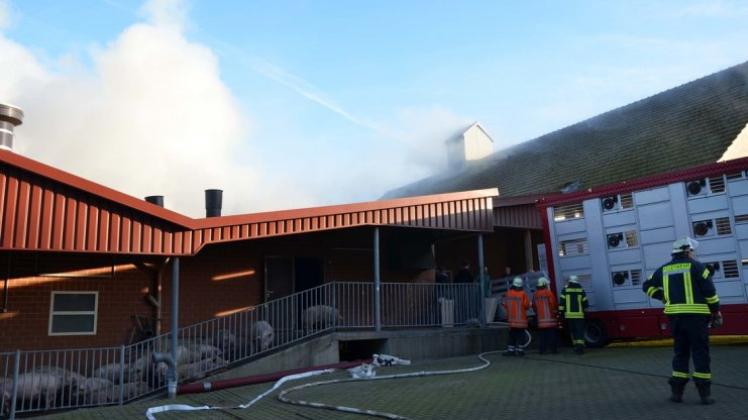 Der Großteil der Schweine konnte nach dem Brand in Westeroden rechtzeitig evakuiert und weggefahren werden, 400 Klauentiere überstanden Qualm und Feuer jedoch nicht.. 