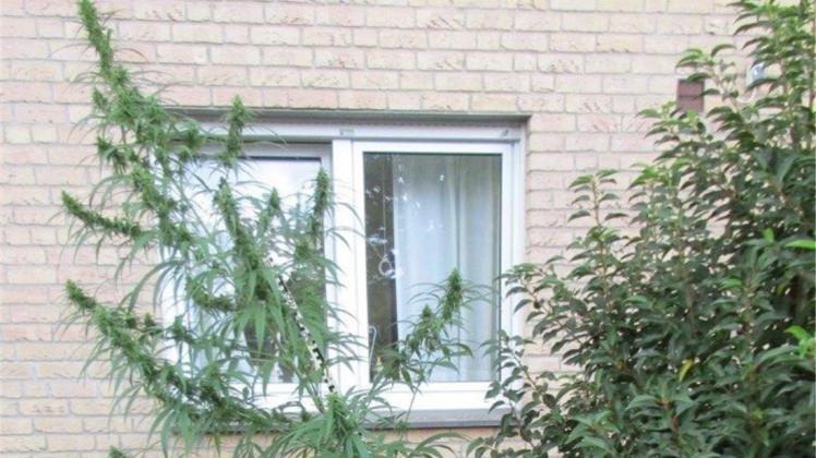 2,60 Meter hohe Cannabispflanze in Bielefelder Garten NOZ