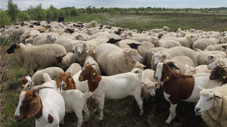 Auch zehn Ziegen (vorne) gehören zur Herde, die in dem Moorgebiet zwischen Papenburg und Börgermoor nahe der Teststrecke geweidet haben. 