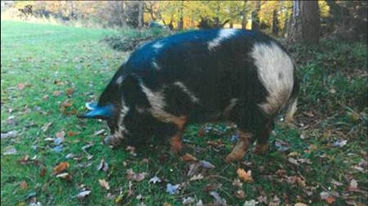 Hausschwein Käthe. Ein entlaufenes Hausschwein hat einen Ausflug in den Bremer Muhles Park gemacht. Foto: Polizei/dpa