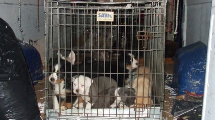 Hundewelpen in einem Transporter, der 2015 an der deutsch-österreichischen Grenze gestoppt wurde. 