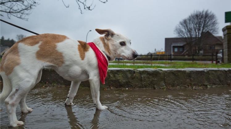 In Ostercappeln-Venne sind viele Hundehalter in Sorge und verunsichert, seit Giftköder aufgetaucht und Hunde verstorben beziehungsweise verletzt worden sind. 