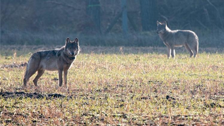 Angesichts der zügigen Rückkehr der Wölfe nach Niedersachsen setzt die Landesregierung auf ein professionelleres Wolfsmanagement. 