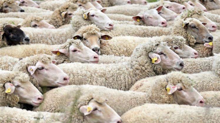 Unbekannte haben in Papenburg 46 Schafe gestohlen. 