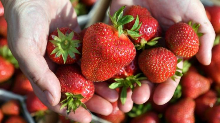 Rund drei Kilo Erdbeeren isst jeder Deutsche im Durchschnitt pro Jahr. Und am liebsten werden sie natürlich selbst gepflückt. 
