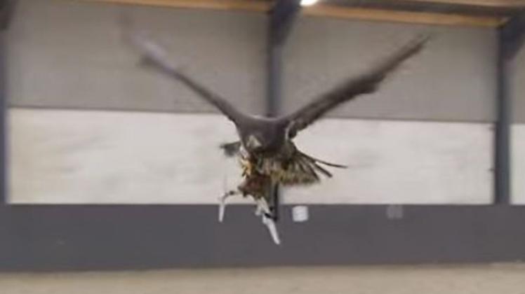 Die niederländische Polizei setzt im Kampf gegen Drohnen seit Montag auch Adler ei, die die Fluggeräte vom Himmel holen. Foto:Politie/Youtube
