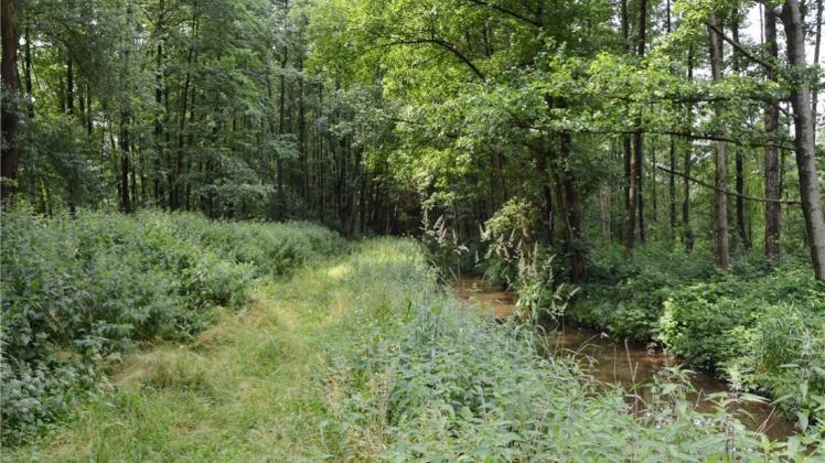 Der Aslager Graben zwischen Holzbachsiedlung und Voltlager Damm ist eines der Probleme für den Überflutungsschutz Ankums. Die Gemeinde hat ein Grundstück an seinem Ufer gekauft und will ein naturnahes Regenrückhaltebecken schaffen.

            

              