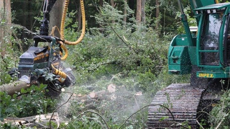 Das Spezialerntegerät Königstiger ist auf bodenschonenden Moorraupen im Einsatz, um Eichen zu fällen. Das Spezialerntegerät Königstiger ist auf bodenschonenden Moorraupen im Einsatz, um Eichen zu fällen.