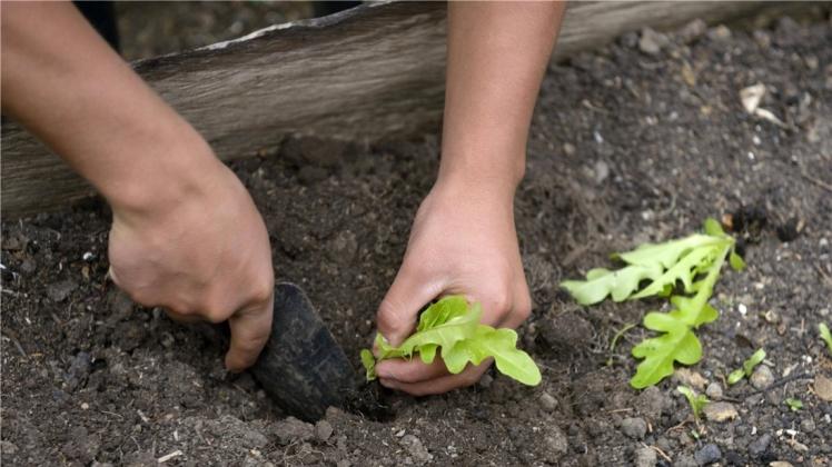 Wann muss im Gemüsebeet was gepflanzt werden? Der Verbraucherinformationsdienst aid erklärt es. 