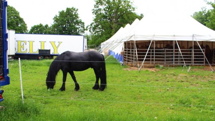 Zwei Wochen nach seinem letzten Auftritt ist der Circus Belly noch immer in Delmenhorst, Tierschützer sorgen sich um Tiere, die lange nicht an der freien Luft gewesen seien und wenig bewegt würden. Der Zirkus wehrt sich gegen die Vorwürfe. 