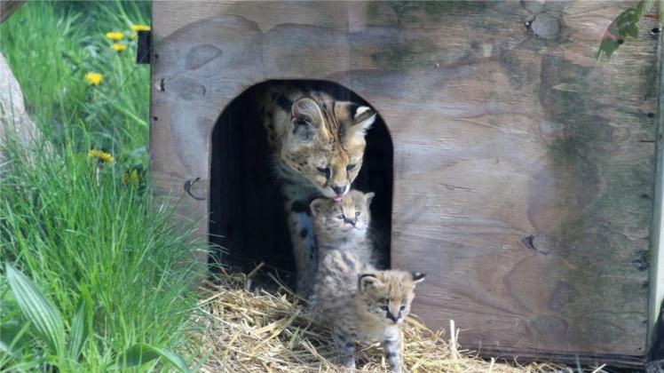 Jetzt sind die drei Servalkätzchen, geboren Anfang April, öfter in ihrem Gehege im Zoo Osnabrück zu sehen. 