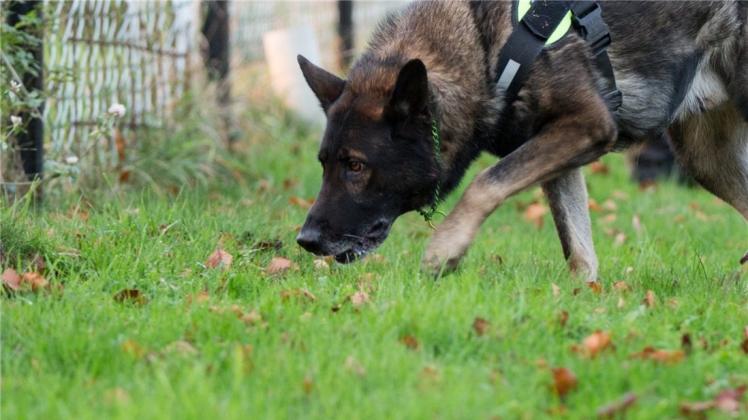 Auf eigenen Faust ist in Gütersloh ein Hund zur Polizeiwache gelaufen. Das Tier suchte offenbar Hilfe bei den Beamten. Symbolfoto: dpa Auf eigenen Faust ist in Gütersloh ein Hund zur Polizeiwache gelaufen. Das Tier suchte offenbar Hilfe bei den Beamten. Symbolfoto: dpa