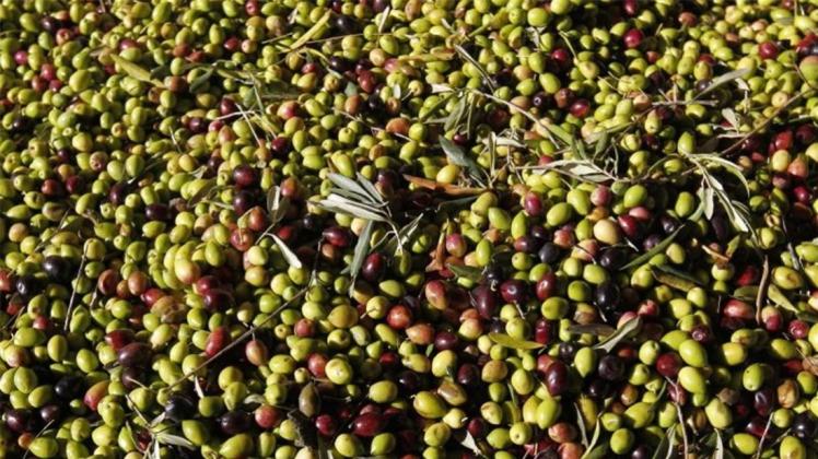 Der EuGH befasste sich mit der Bakterie Xylella, weil italienische Olivenhain-Besitzer einer Rodungsanordnung nicht Folge leisten wollen. Foto: Guillaume Horcajuelo Der EuGH befasste sich mit der Bakterie Xylella, weil italienische Olivenhain-Besitzer einer Rodungsanordnung nicht Folge leisten wollen. Foto: Guillaume Horcajuelo
