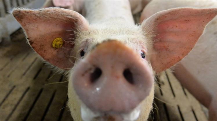 Ein Schwein im Stall. Die Initiative Tierwohl will Bauern mit Geldern des Handels für bessere Haltungsbedingungen entlohnen. 