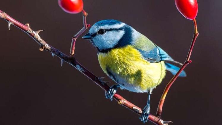 Die Blaumeise vermissen viele Meller in ihren Gärten in diesen Tagen. Die Blaumeise vermissen viele Meller in ihren Gärten in diesen Tagen.