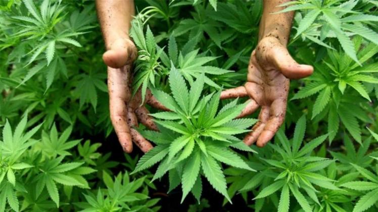 Hanf-Pflanzen einer Cannabis-Plantage in Israel. 