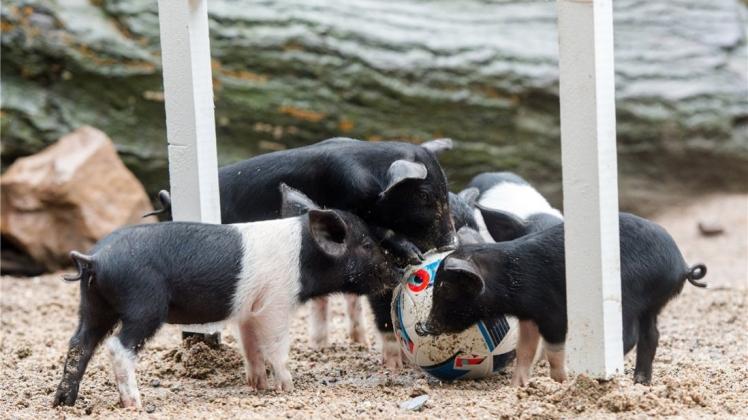 Hamburg: Ferkel der Anglersattelschweine spielen im Tierpark Hagenbeck mit einem mit Futter präpariertem Fußball. 