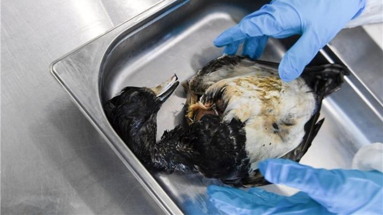 Eine Reiherente, die an der Vogelgrippe gestorben ist. Brachten Zugvögel den Erreger nach Deutschland? Das ist die offizielle These. Doch es gibt Zweifel. 