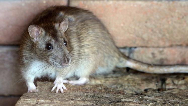 Die Wanderratte (Rattus norvegicus) tritt in Delmenhorst am häufigsten auf. In der Kanalisation gibt es in der Stadt jedoch vergleichsweise wenige Ratten. 