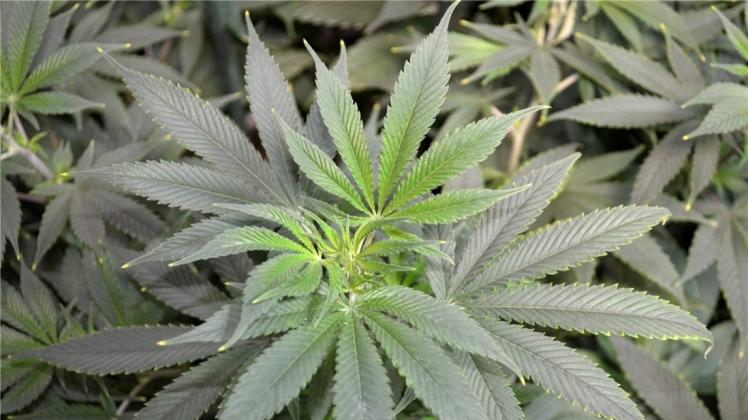 1600 Cannabispflanzen hat die Polizei in Bremen gefunden. 