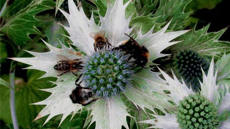 Bienen und Hummeln und viele andere Insekten werden von Eryngium giganteum Miss Willmott‘s Ghost regelrecht angezogen. 