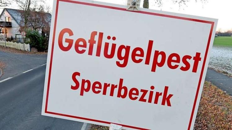 Nach einem weiteren Vogelgrippe-Fall in einem Puten-Maststall werden 10 000 Tiere im Landkreis Oldenburg getötet. 
