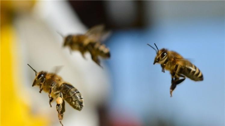 Die Lage für die Wildbienen ist weiterhin ernst. Über Gefahren und Handlungsempfehlungen informiert Biologe Rolf Witt in Hude. 