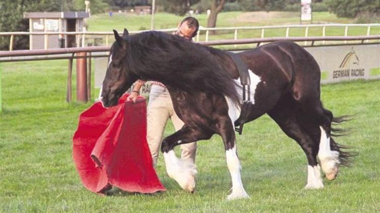 Pferd „Dandy“ im „Stierkampf“ mit seinem spanischen Reiter Javier Garcia. 